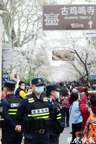 “鸡鸣寺路的警察比樱花好看！”网友点赞：赏花人流中的“定海神针”