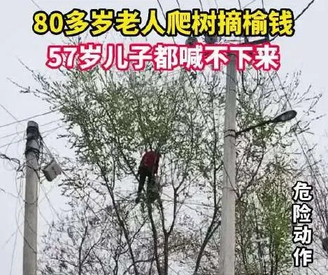 80多岁老太爬树摘榆钱 网友：换我都害怕