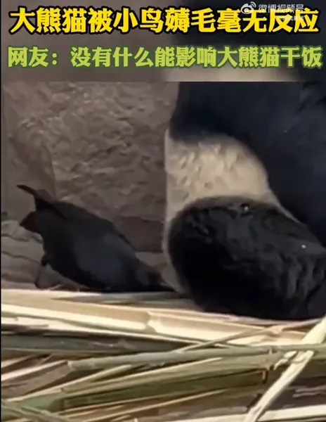 大熊猫被小鸟薅毛毫无反应淡定干饭! 网友：没有什么比干饭更重要！