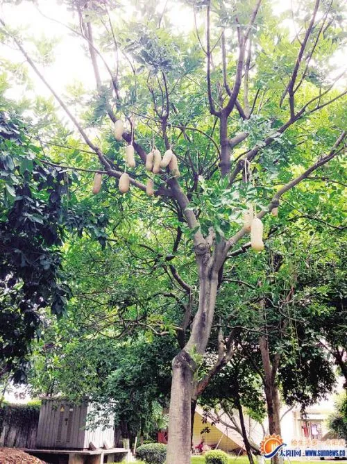 树上挂着“巨型花生”