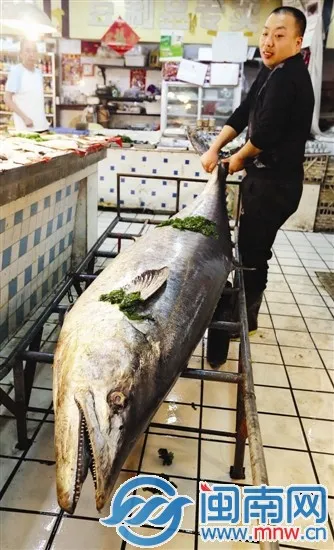 鲅鱼太重，一个人根本抬不起