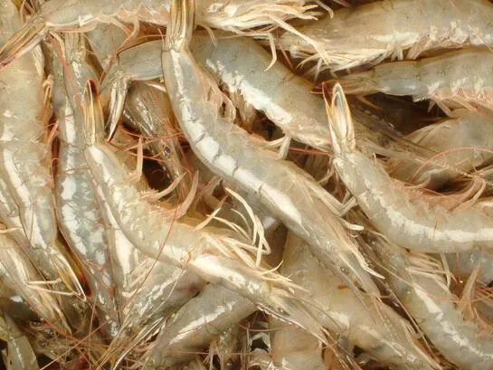 海白虾,吃了20年虾肉，终于明白基围虾和海白虾的区别了，早知早受益