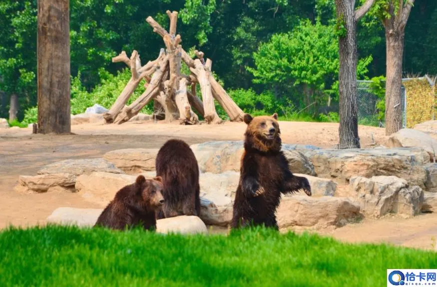 动物园棕熊能懂人话被质疑是人假扮