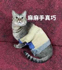 流浪猫来家生崽被暴打,抖音博主带猫殴打流浪猫，求涨粉，全网暴怒