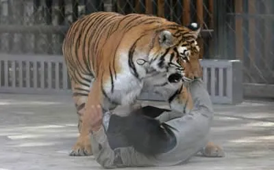 野生动物园老虎伤人案,17年宁波动物园老虎咬人事件：老虎被击毙，为何有人为老虎喊冤？