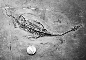 湖南武冈回应发现“龙化石”,湖南一地发现“龙化石”布满“鳞片”？当地回应