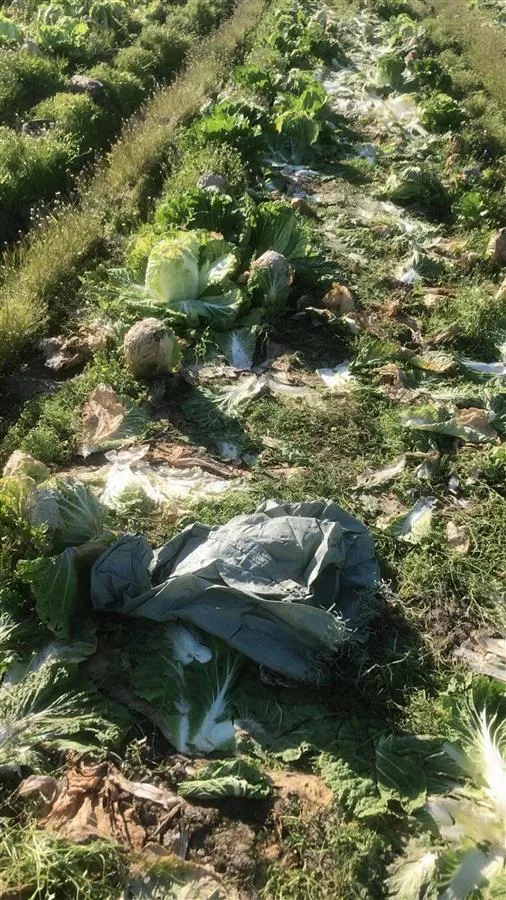 菜农近6万斤大白菜一天被偷光 此前有人散发消息“他家菜不要钱随便砍”