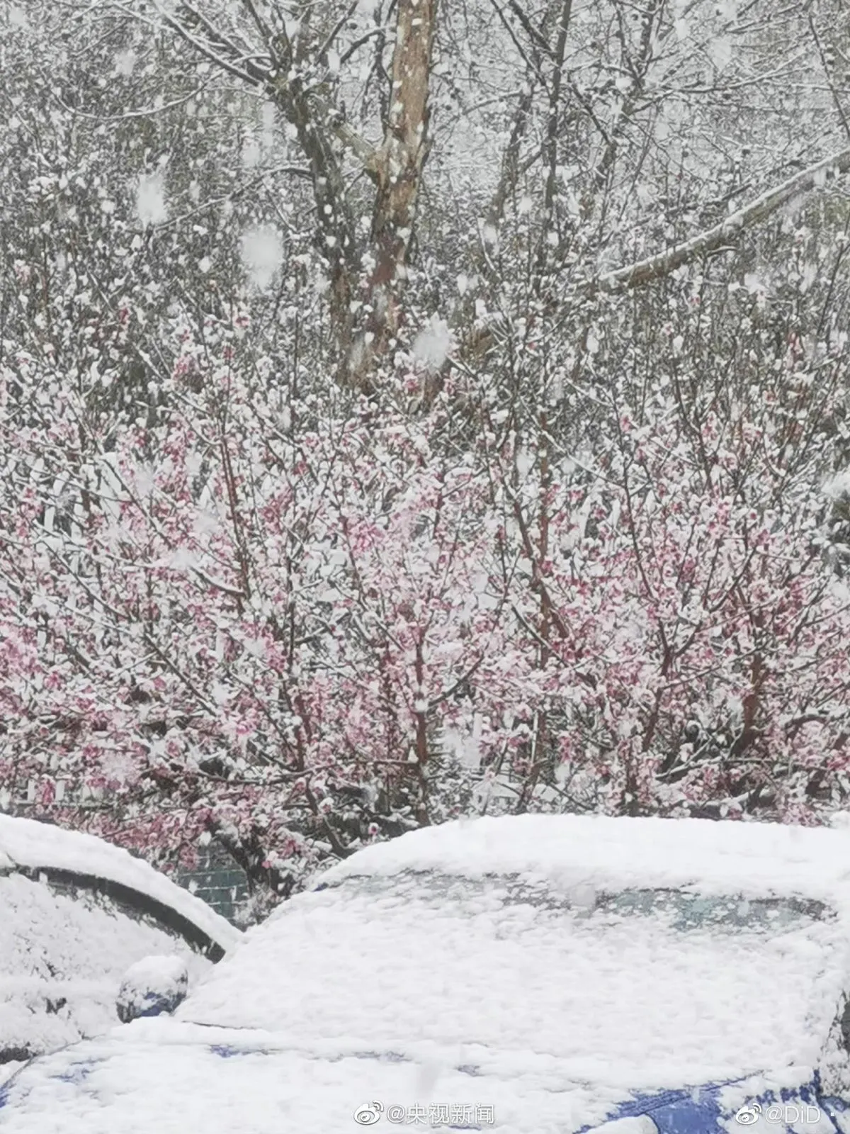 河南多地迎来3月桃花雪：最新河南各市天气预报