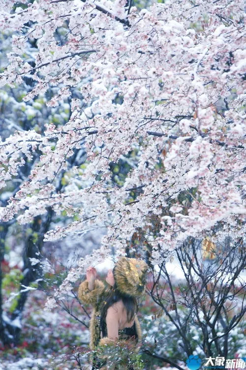 河南三月的桃花雪有多美,河南多地出现3月桃花雪