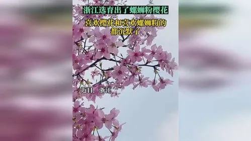 浙江选育出了“螺蛳粉”樱花,浙江选育出了“螺蛳粉”樱花，到底什么味道？