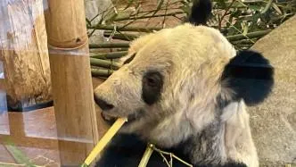 北京动物园回应网传丫丫新居