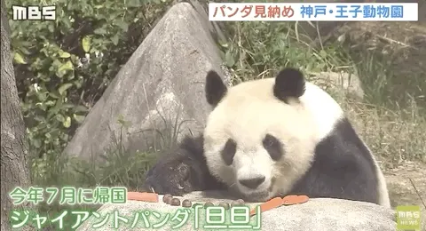 日本人有多爱大熊猫,日本人有多爱大熊猫？刚刚被归还中国，网友就痛哭！