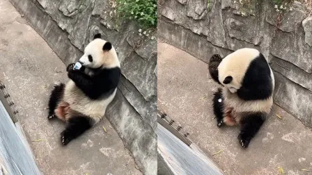 游客饮料不慎掉落被大熊猫捡来喝 无心之举也可能引发健康隐患