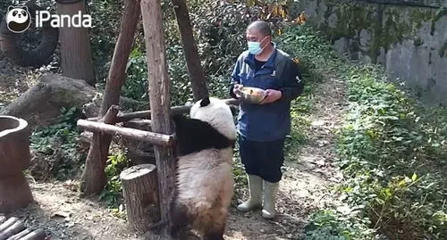 游客给花花投喂甘蔗,为什么动物园不能投喂食物？游客给花花投喂甘蔗，这是不可以的。