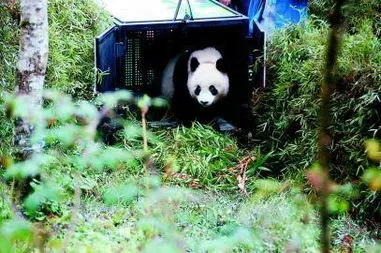 大熊猫雪雪惨死是为什么,人工繁育大熊猫“雪雪”放归自然