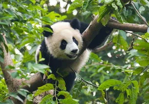 大熊猫数量,秦岭大熊猫人工种群总数量突破四十只