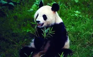 日本大熊猫死亡园长下跪