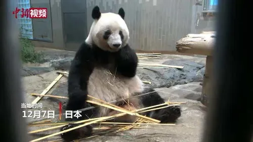 日本归还熊猫哭一大片