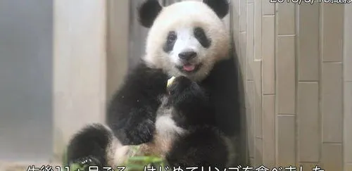 日本人为啥爱香香大熊猫
