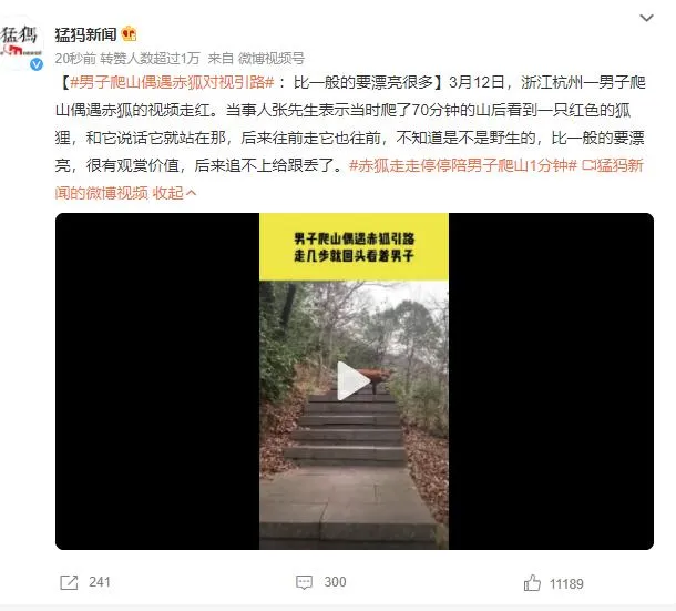 男子爬山偶遇赤狐对视引路 网友：火狐浏览器为你导航