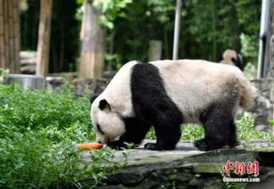 熊猫高高放归是怎么跑回来的