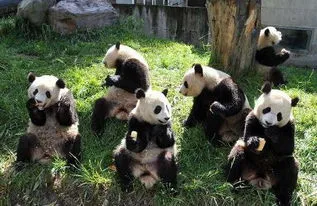 大熊猫多少只,大熊猫数据更新啦 全球圈养大熊猫达548只