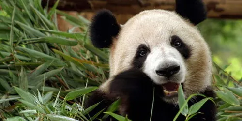日本还有几只大熊猫,大熊猫香香已回中国，日本国内还剩几只大熊猫？