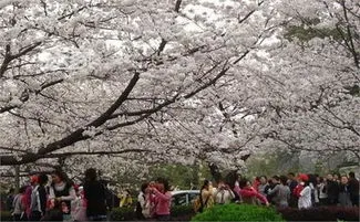 武大樱花节,武大樱花开了吗？何时开通预约通道？关于武大赏樱，答疑来了