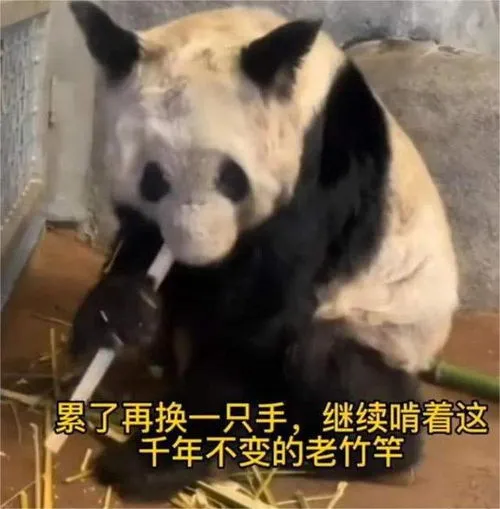 熊猫丫丫现状,熊猫乐乐死因初步确定，中方已为接返熊猫丫丫做好准备