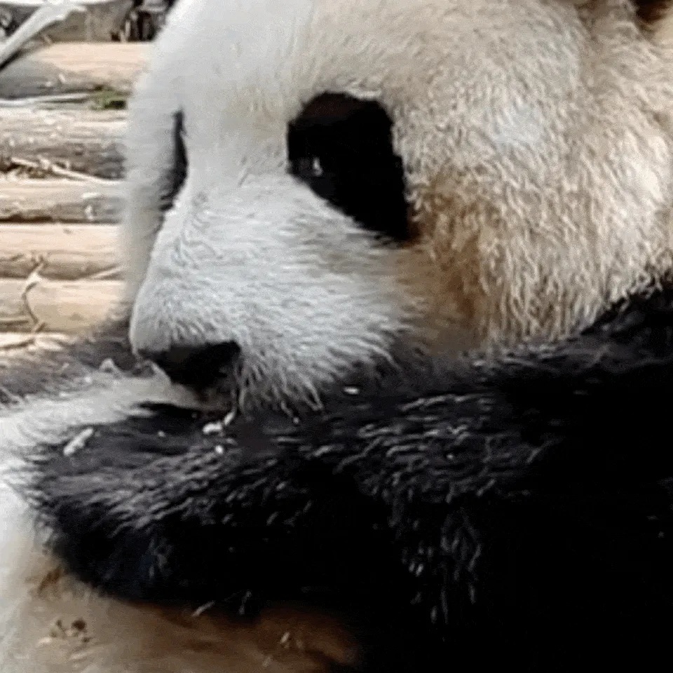 大熊猫花花为什么流眼泪 熊猫花花哭了因被游客丢石头砸？