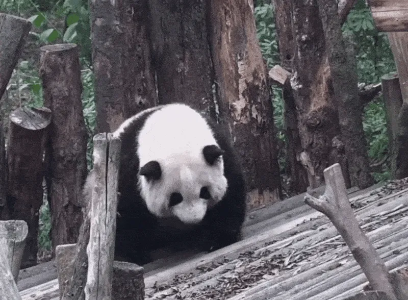 大熊猫花花为什么流眼泪 熊猫花花哭了因被游客丢石头砸？