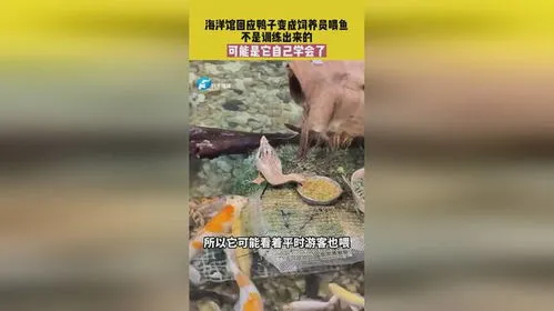 鸭子给鱼当饲养员,北京海洋馆回应鸭子给鱼当饲养员：和锦鲤一起长大，是自己学会的