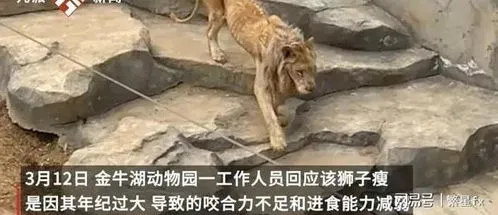 动物园狮子瘦成排骨