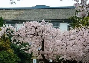 武大樱花门票多少钱一张,武汉大学樱花最佳赏花期什么时候？武大樱花门票怎么预约