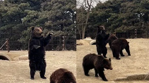 动物园棕熊能懂人话被质疑是人假扮,动物园回应棕熊卖力营业被质疑：是真熊，想让游客投喂