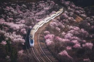 满载樱花的列车开往春天,开往春天的列车