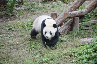 除了中国还有哪个国家有大熊猫