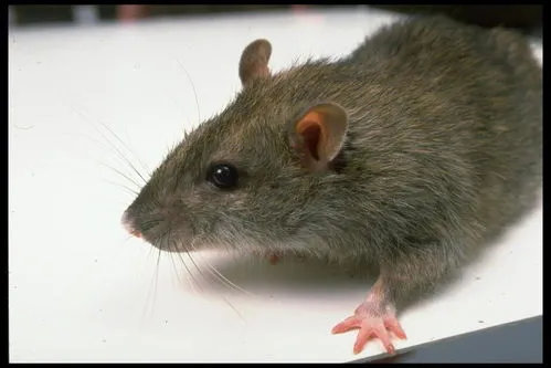 科学家首次让2只雄性老鼠产仔,男人生娃不是梦，科学家首次让2只雄性老鼠产仔