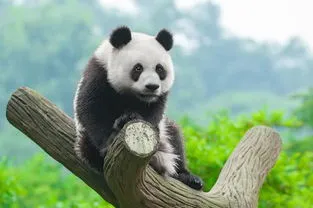 大熊猫吃人残忍图片,被载入吉尼斯纪录的老虎：流窜2国吞掉436人，死后才发现吃人原因