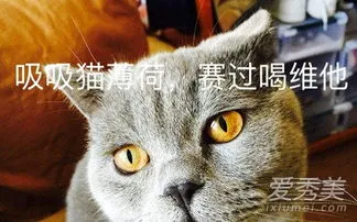 吸猫是什么意思,老说吸猫吸猫的，到底是什么吸猫？初中生：看我的示范