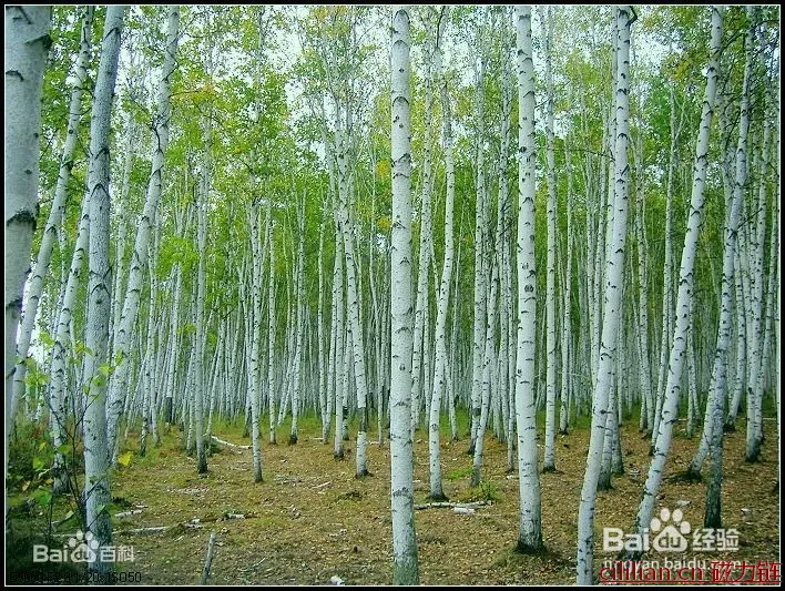 桦树拼音怎么拼写？