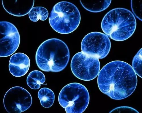 荧光海是海水被污染了么