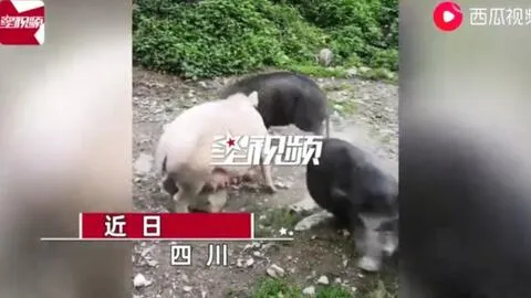 野猪和家猪打架