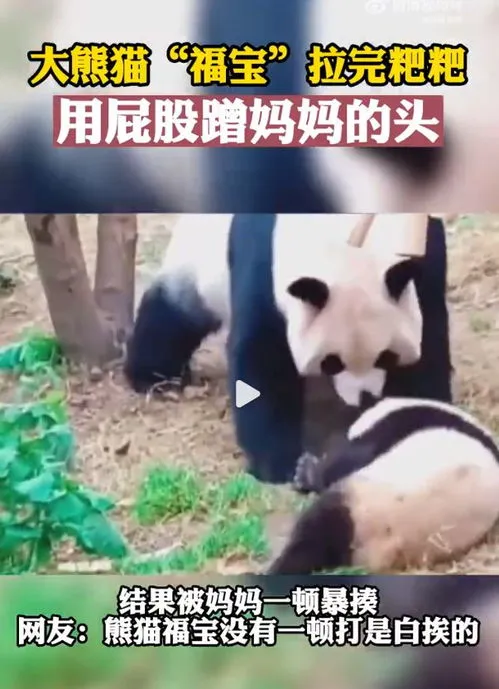 大熊猫拉完粑粑屁股蹭妈妈头上,爬树、蹭痒痒、拉粑粑……野生大熊猫连续4天都来“打卡”