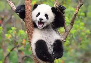 熊猫中心辟谣送顿顿出国,熊猫“辣妈”和她的“萌娃”们
