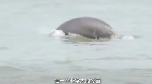 摄影爱好者疑似拍到怀孕江豚,赣江南昌扬子洲水域：首次拍到江豚野外生产过程