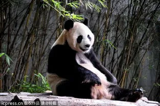 广州动物园熊猫