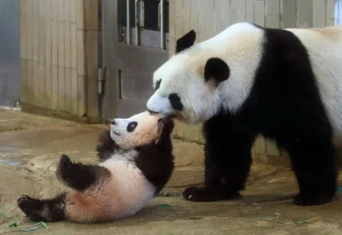 熊猫香香的爸爸妈妈,熊猫香香今日回国，日本民众哭成泪人