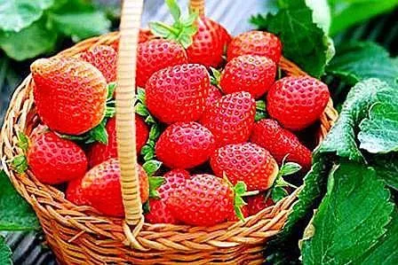 全国草莓今日批发价格,目前市场上草莓价格多少钱一斤？白草莓和红草莓有哪些区别？