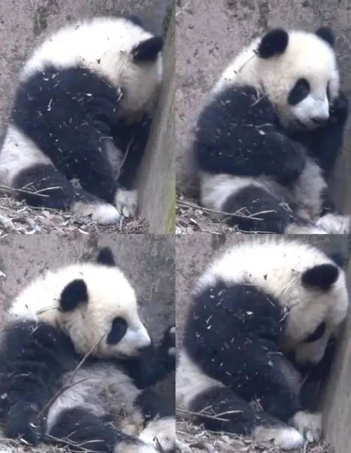 大熊猫福菀被游客泼水